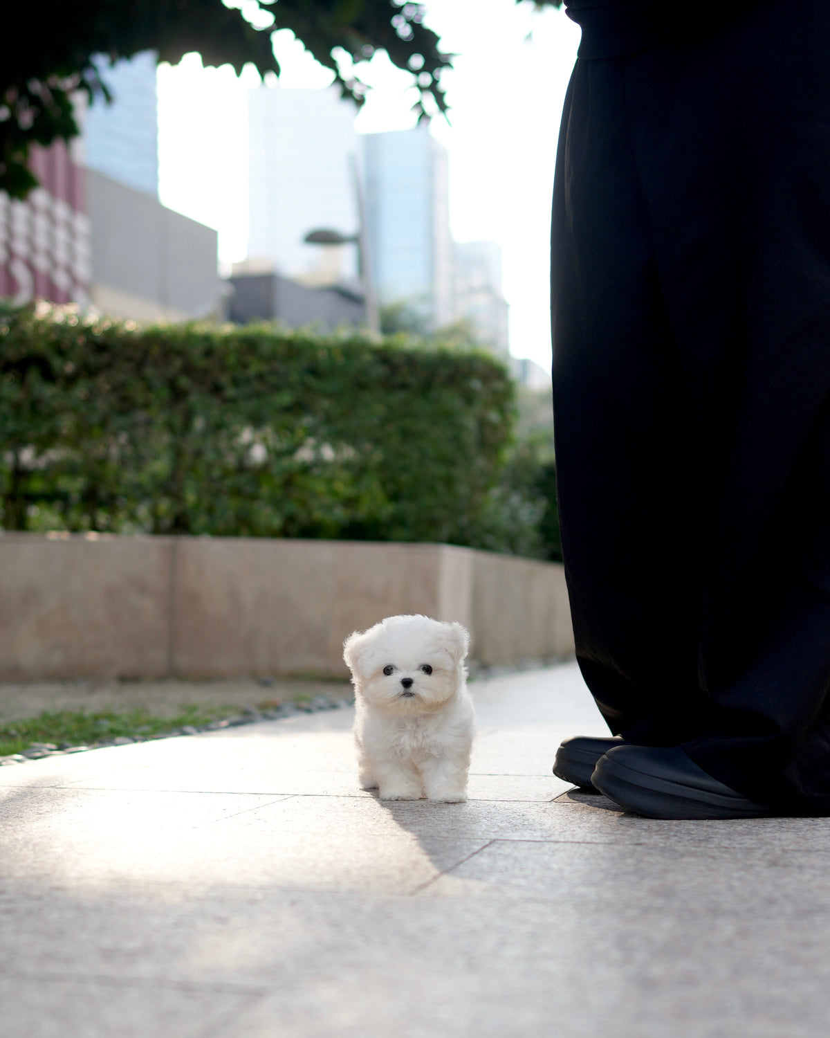 Milky - Mini Bichon (White)