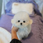 Ivan - Mini Bichon (White)