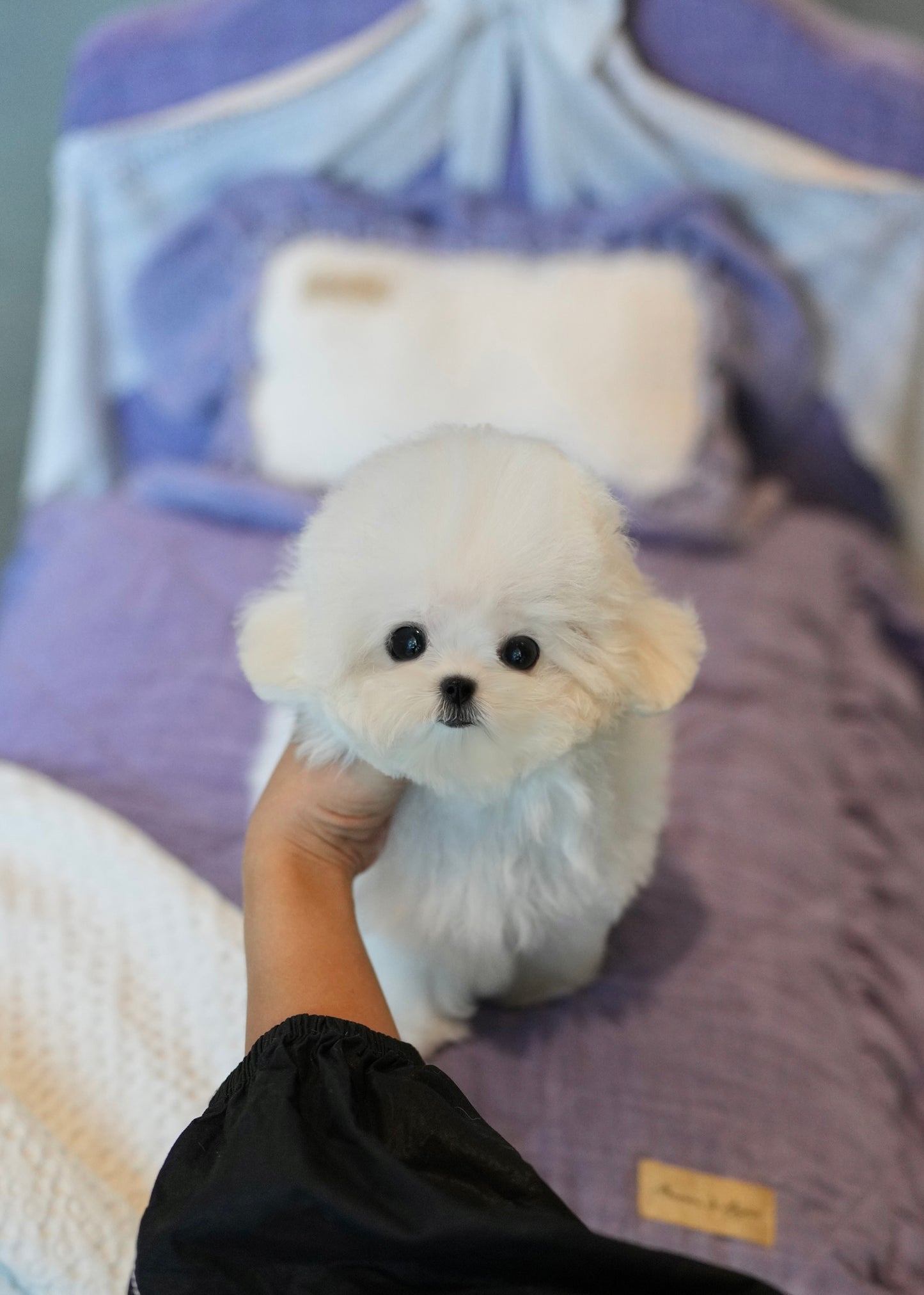 Ivan - Mini Bichon (White)