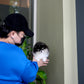 Rocky - Pomeranian (Black & White)
