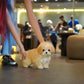 Paolo - Maltipoo (Brown & White)