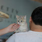 Paolo - British Shorthair (Blue Gold)