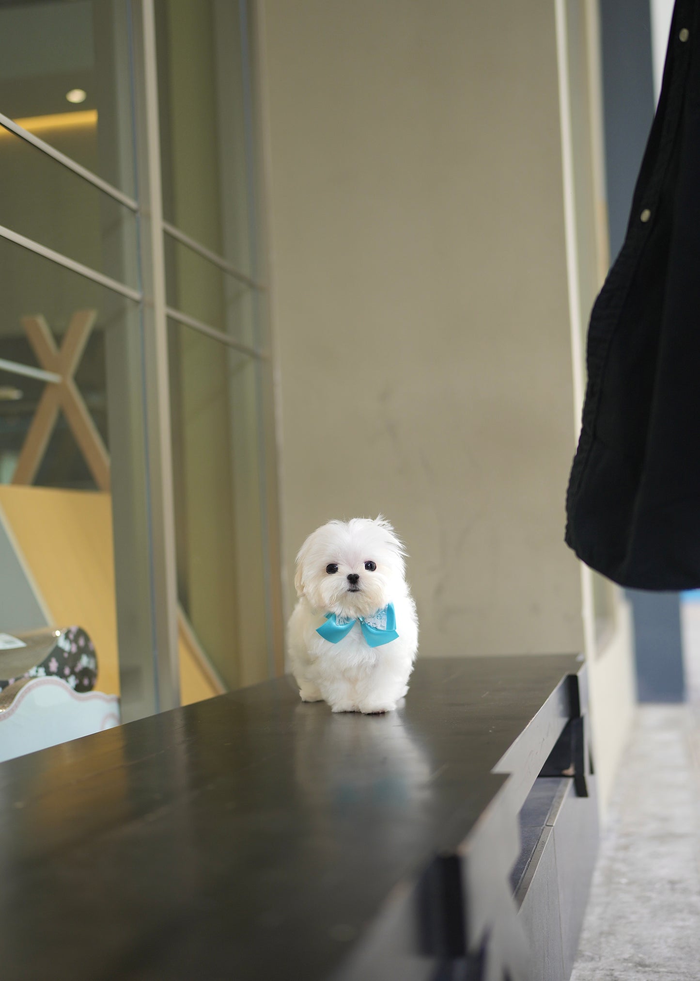 Latte - Maltese (White)