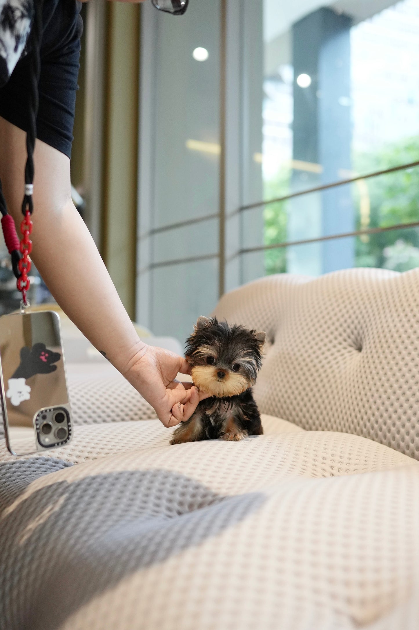 Rum - Yorkshire Terrier (Silver)