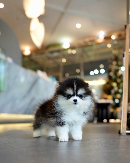 Jessi - Mini Pomsky (Black & White)