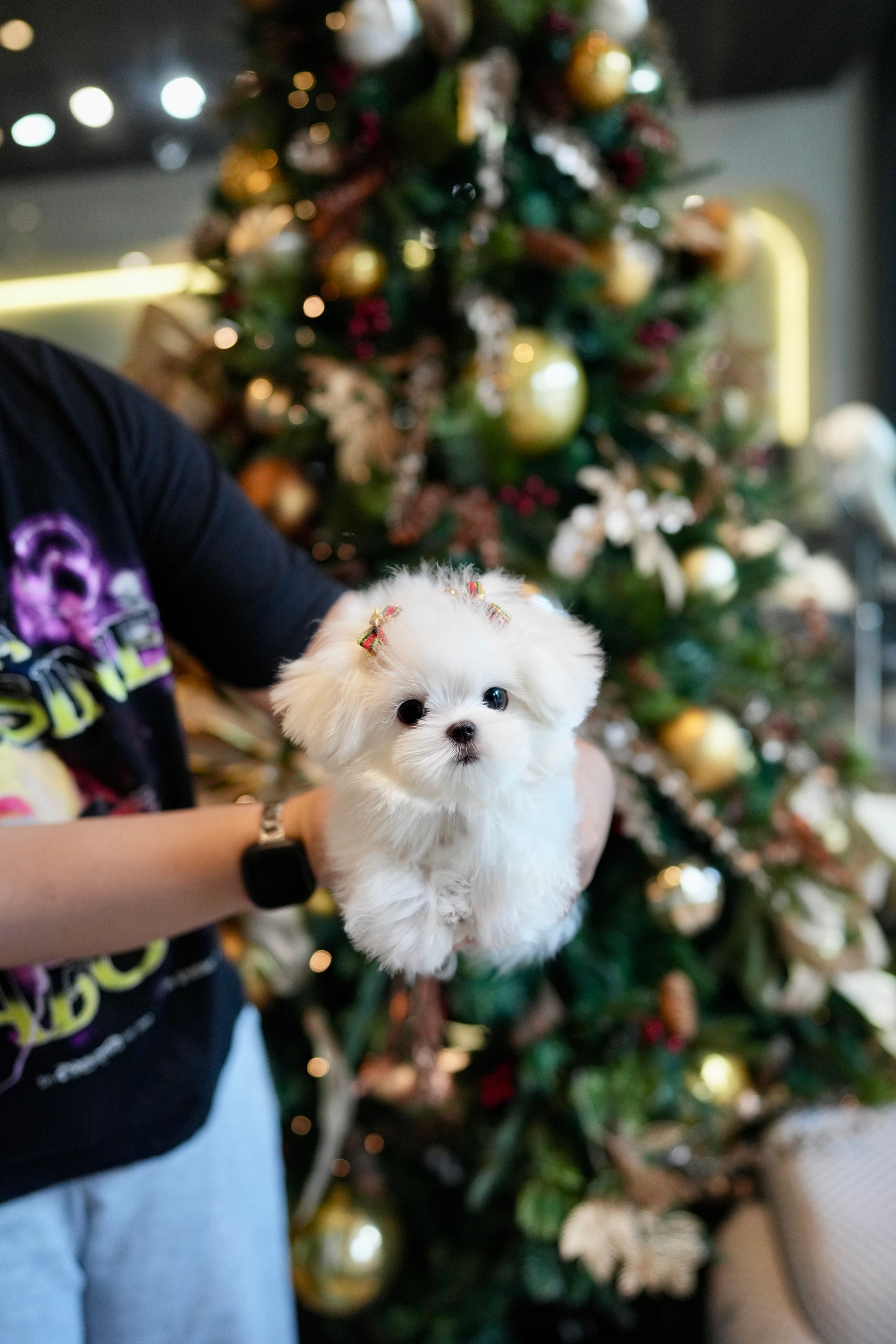 Madeline - Maltese (White)