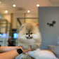 Pepo - Pomeranian (Sable)