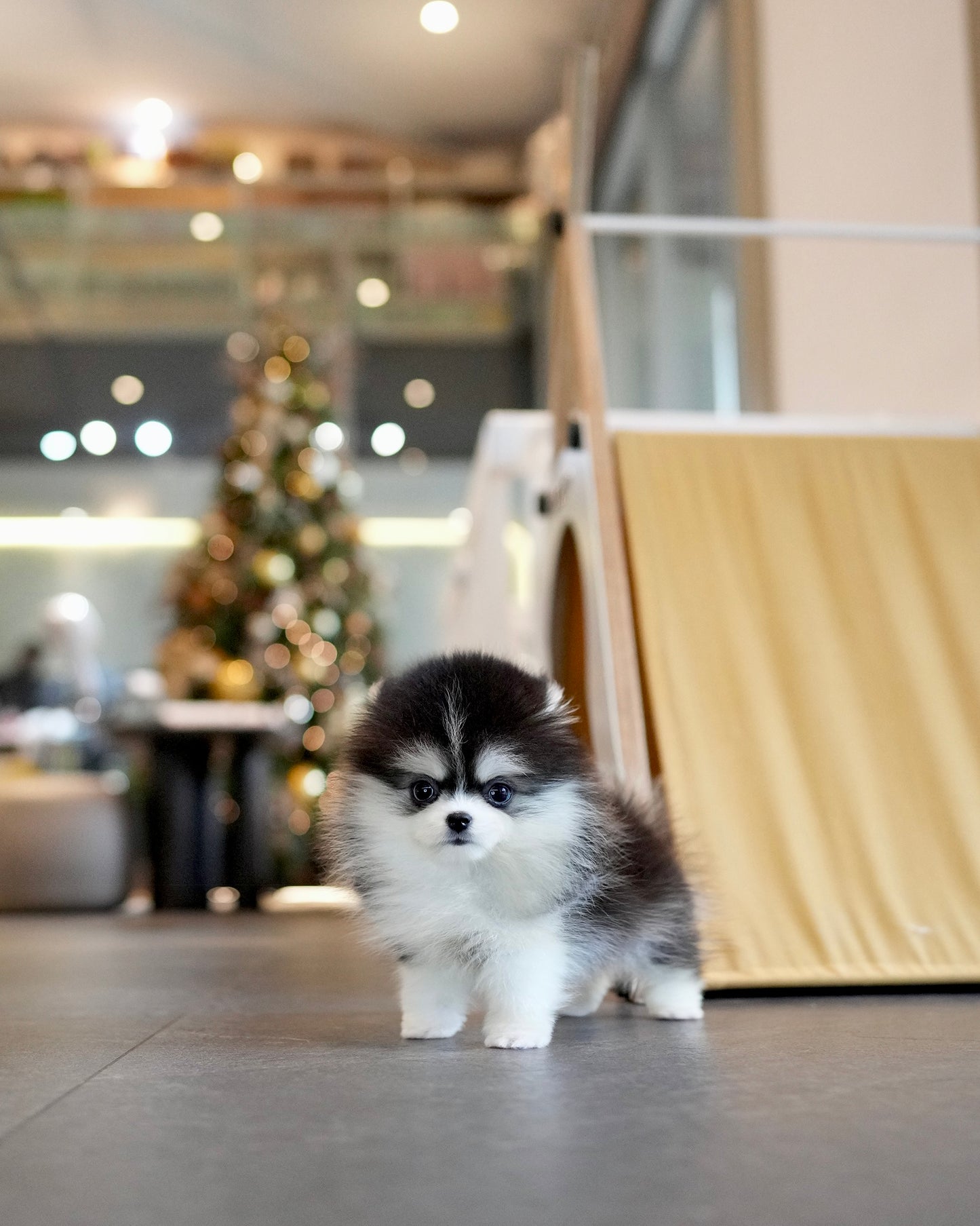 Jessi - Mini Pomsky (Black & White)