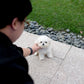 Milky - Mini Bichon (White)