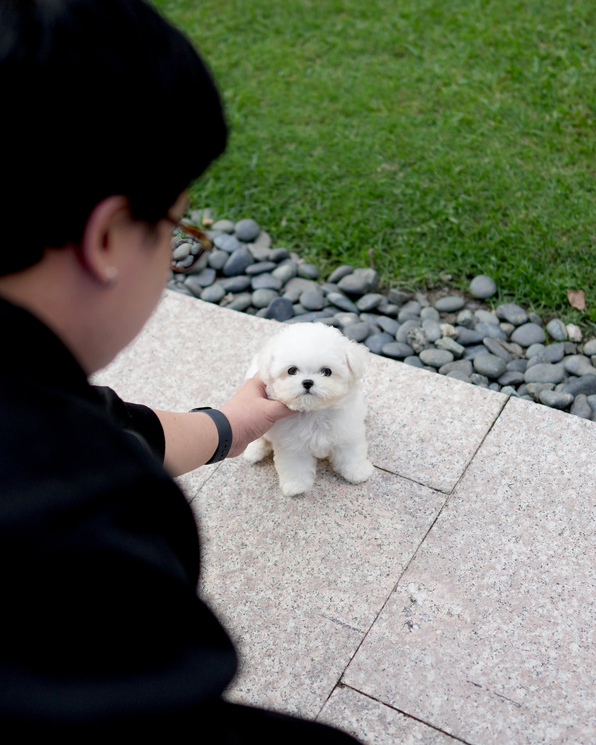 Milky - Mini Bichon (White)