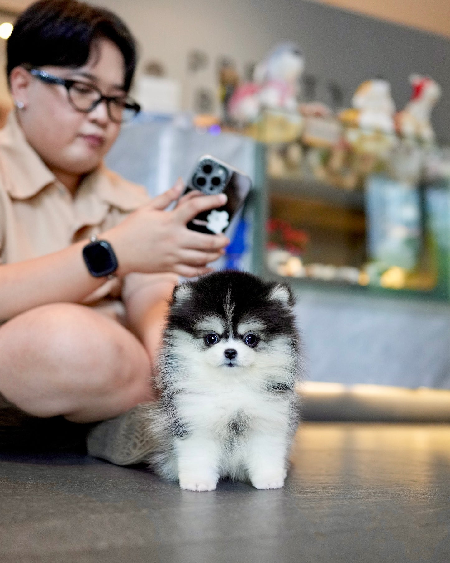 Jessi - Mini Pomsky (Black & White)