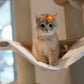 Paolo - British Shorthair (Blue Gold)