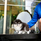 Rocky - Pomeranian (Black & White)
