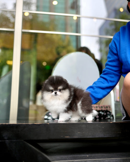 Rocky - Pomeranian (Black & White)