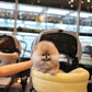 Pepo - Pomeranian (Sable)
