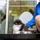 Rocky - Pomeranian (Black & White)