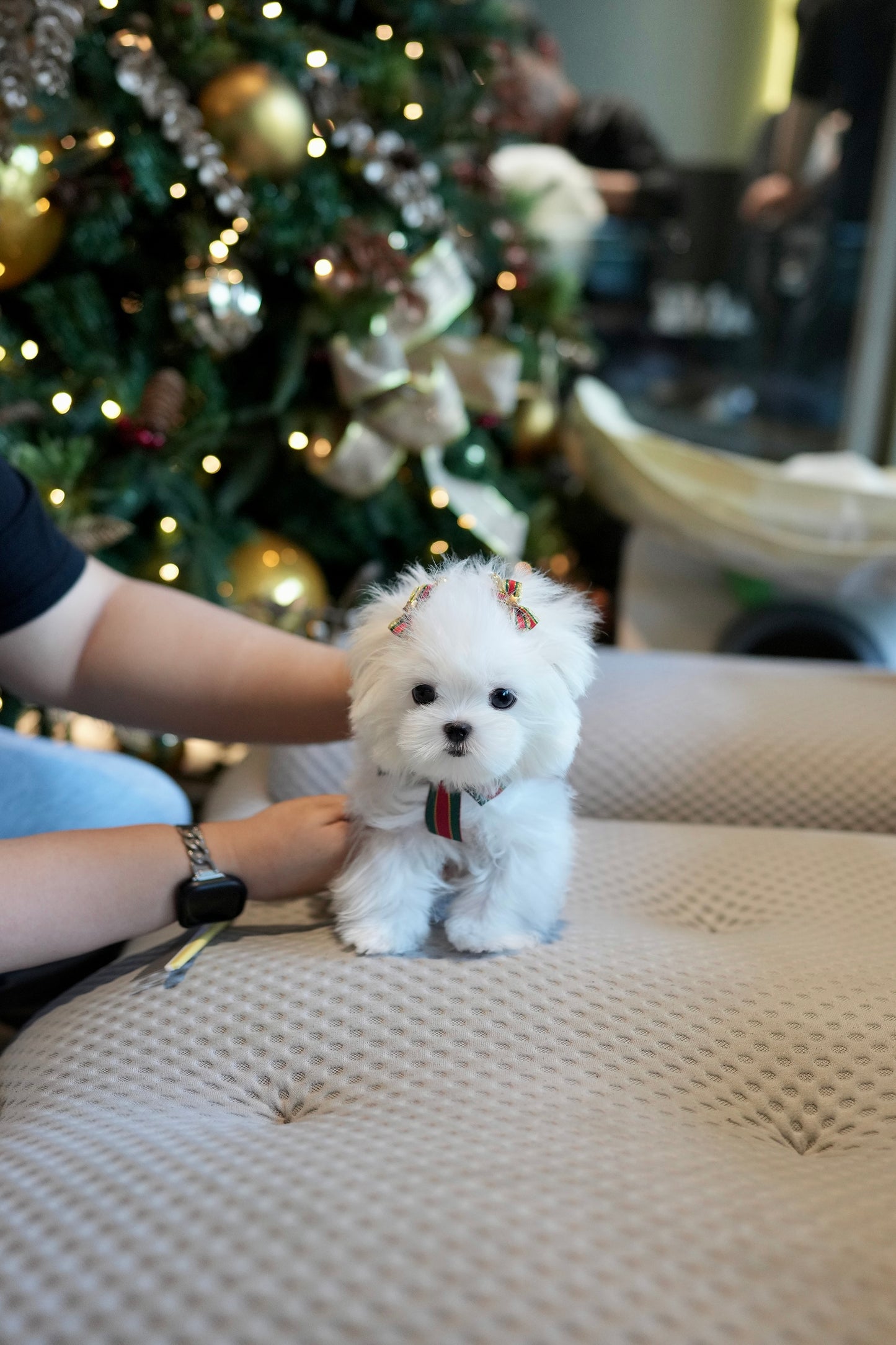 Madeline - Maltese (White)