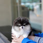 Rocky - Pomeranian (Black & White)