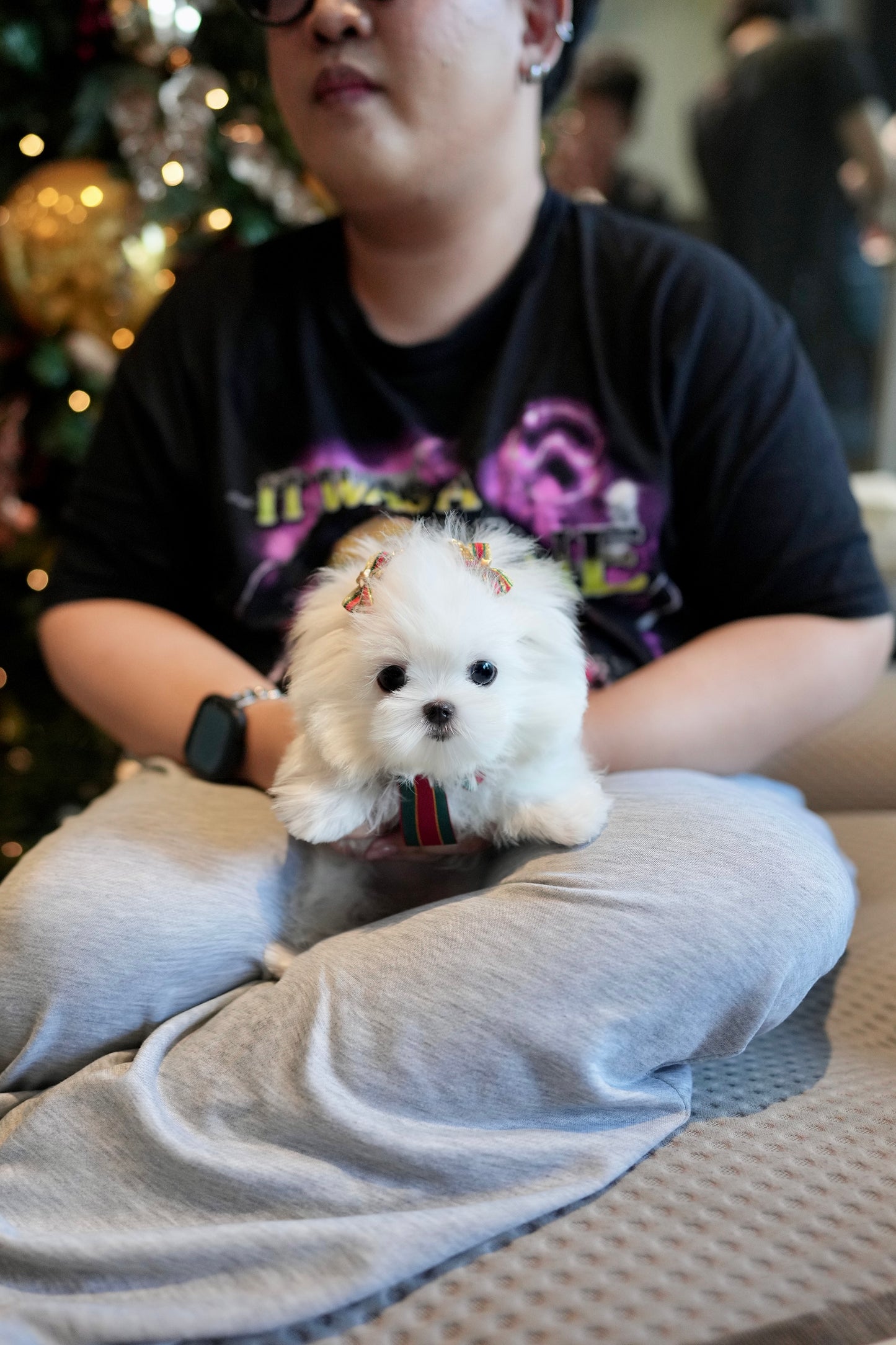 Madeline - Maltese (White)