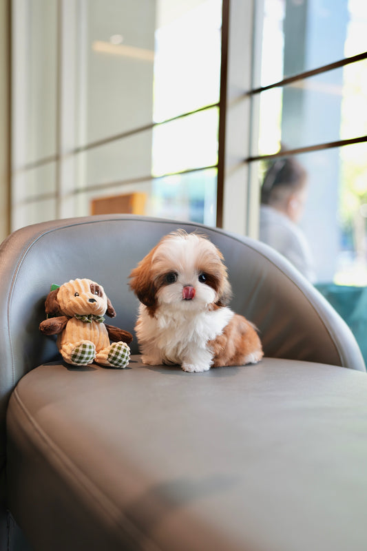 Scott - Mini Shih Tzu (Brown & White)