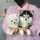 Elvis - Mini Pomsky (White)