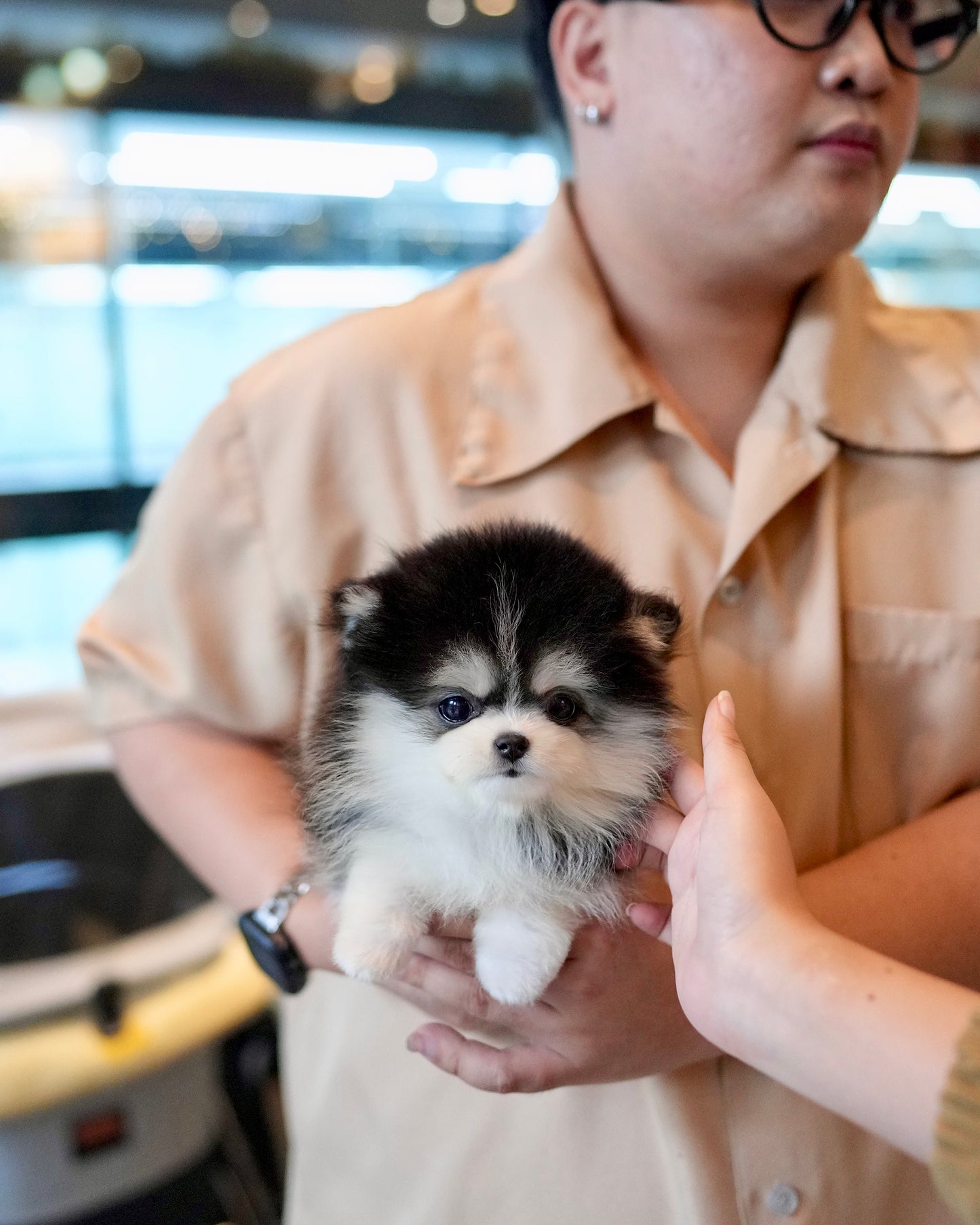 Jessi - Mini Pomsky (Black & White)