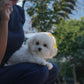 Sadie - Coton x Bichon Hybrid (White)