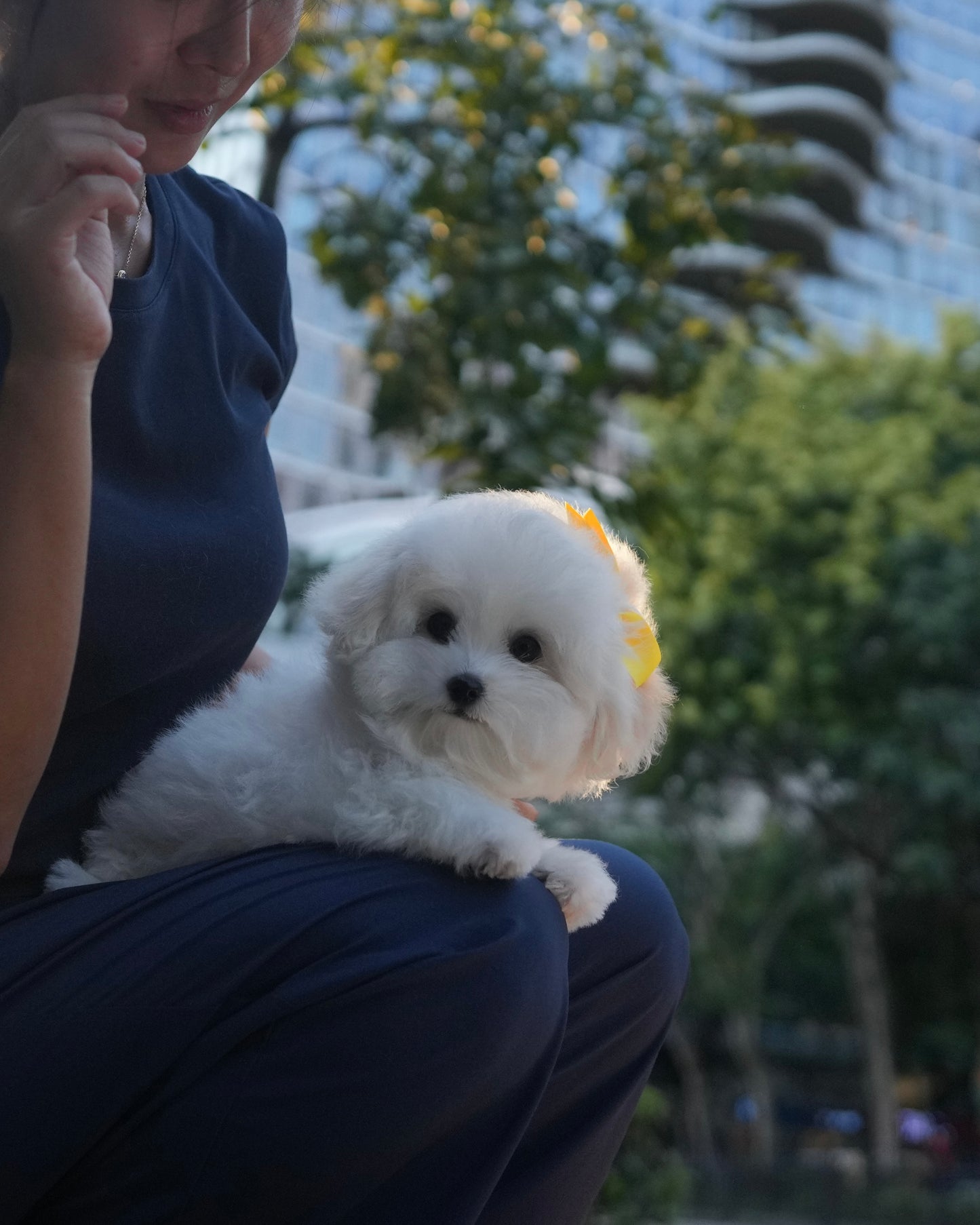 Sadie - Coton x Bichon Hybrid (White)