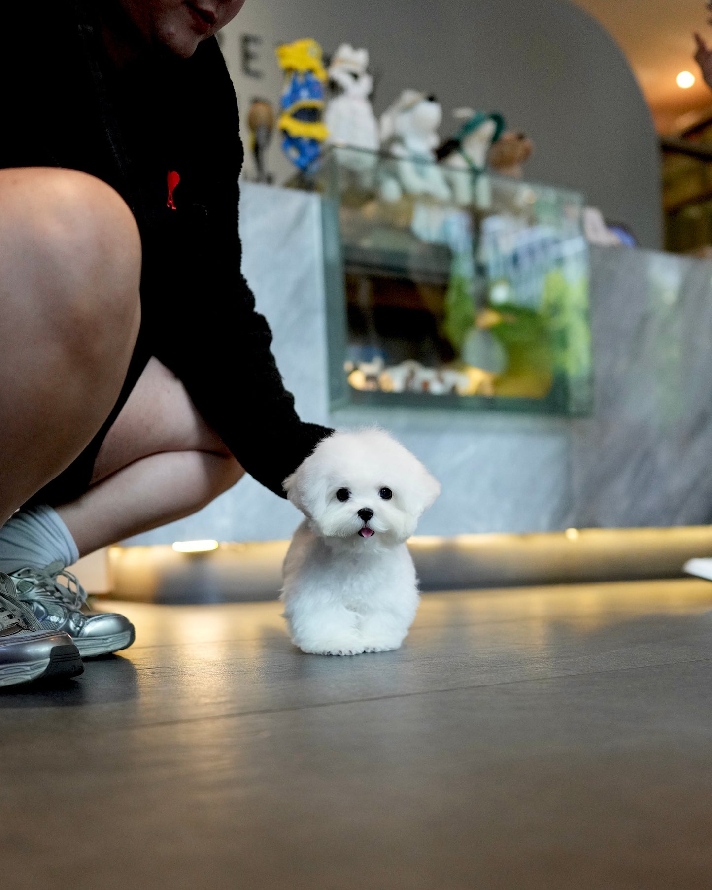 JJ - Mini Bichon (White)