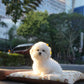 Sadie - Coton x Bichon Hybrid (White)