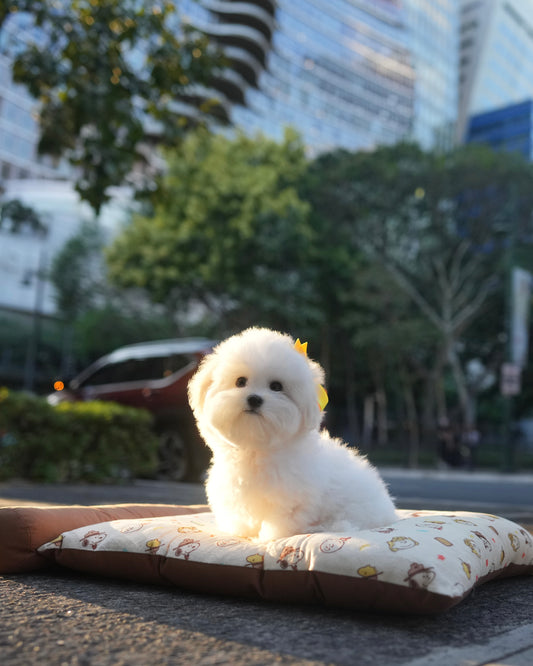 Sadie - Coton x Bichon Hybrid (White)