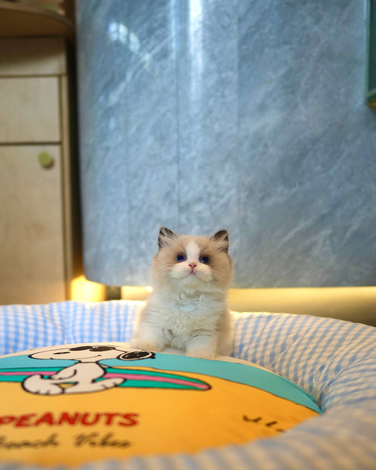 Ragdoll - Ragdoll (Bi-blue)