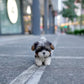 Gan-gan - Biewer Terrier (Tricolor)