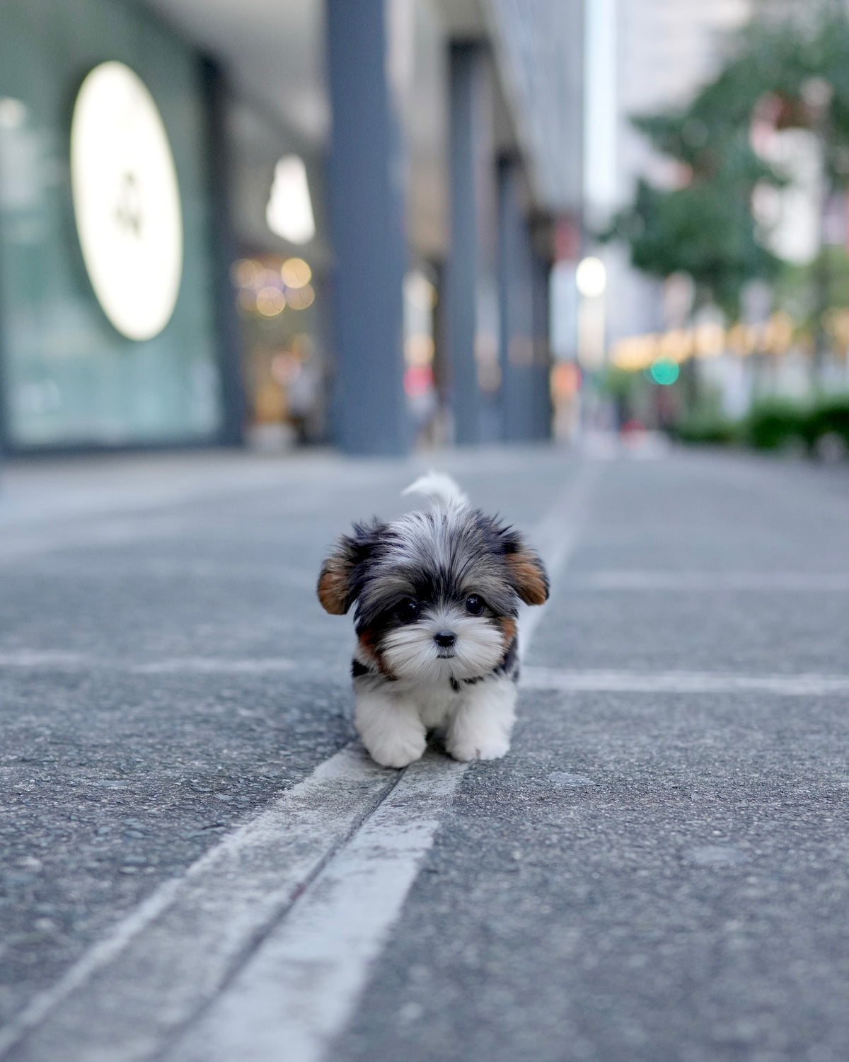 Gan-gan - Biewer Terrier (Tricolor)