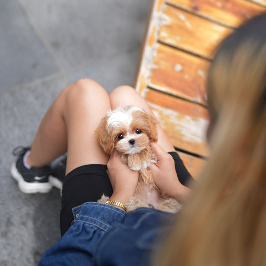 Chip - Maltipoo (Brown & White)