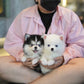 Elvis - Mini Pomsky (White)