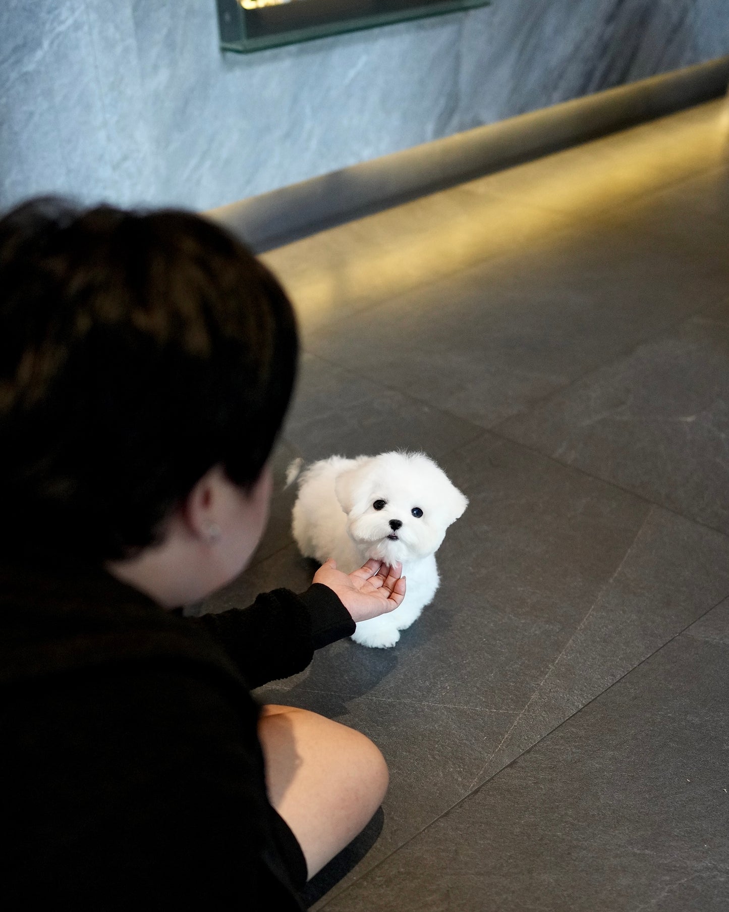 JJ - Mini Bichon (White)