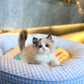 Ragdoll - Ragdoll (Bi-blue)