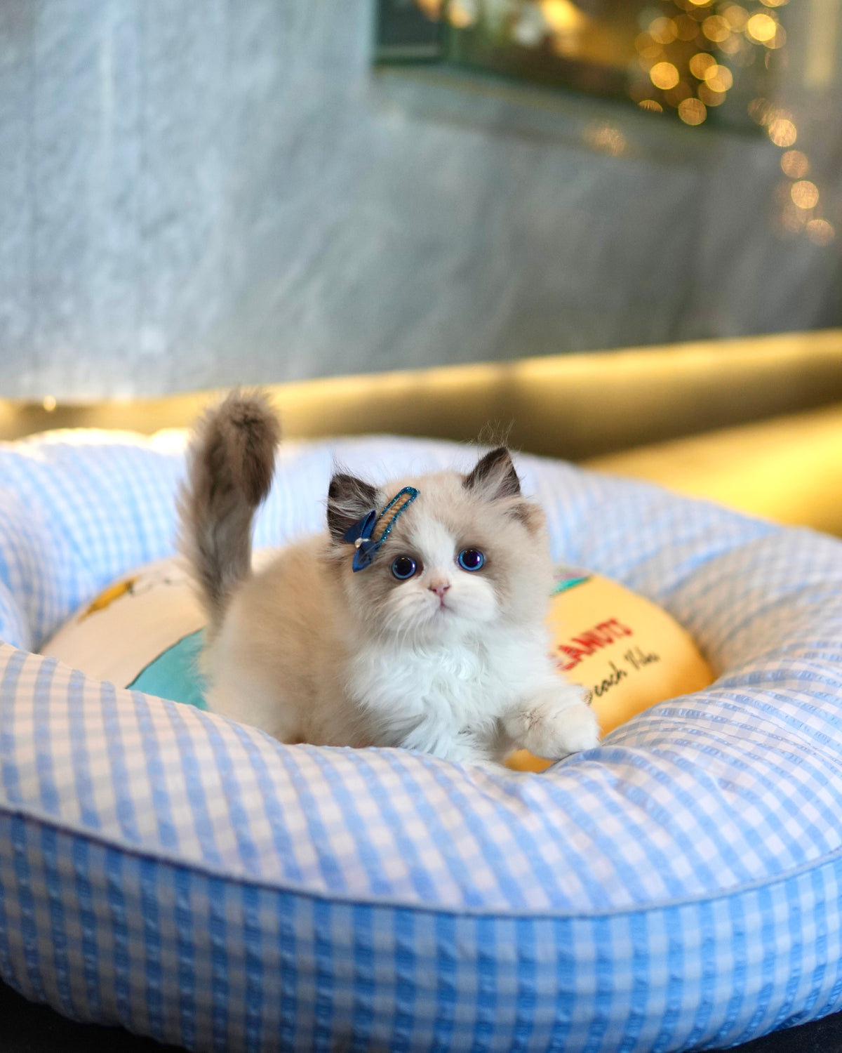 Ragdoll - Ragdoll (Bi-blue)