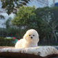 Sadie - Coton x Bichon Hybrid (White)