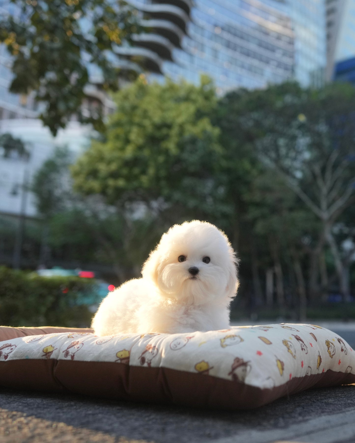 Sadie - Coton x Bichon Hybrid (White)