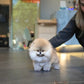 Pepo - Pomeranian (Sable)