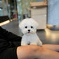 JJ - Mini Bichon (White)