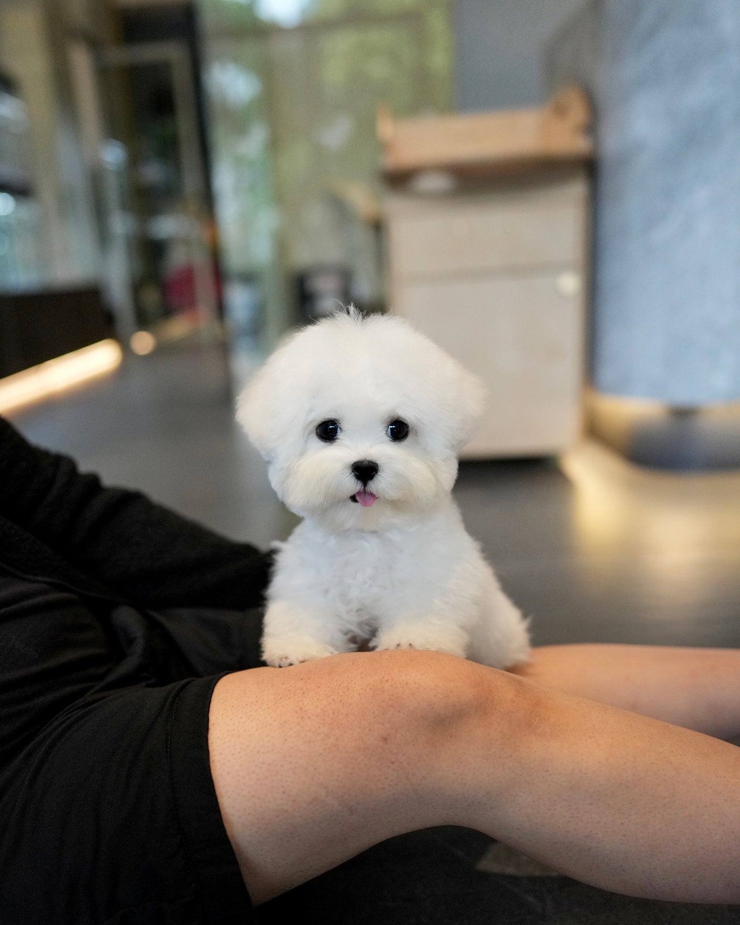 JJ - Mini Bichon (White)