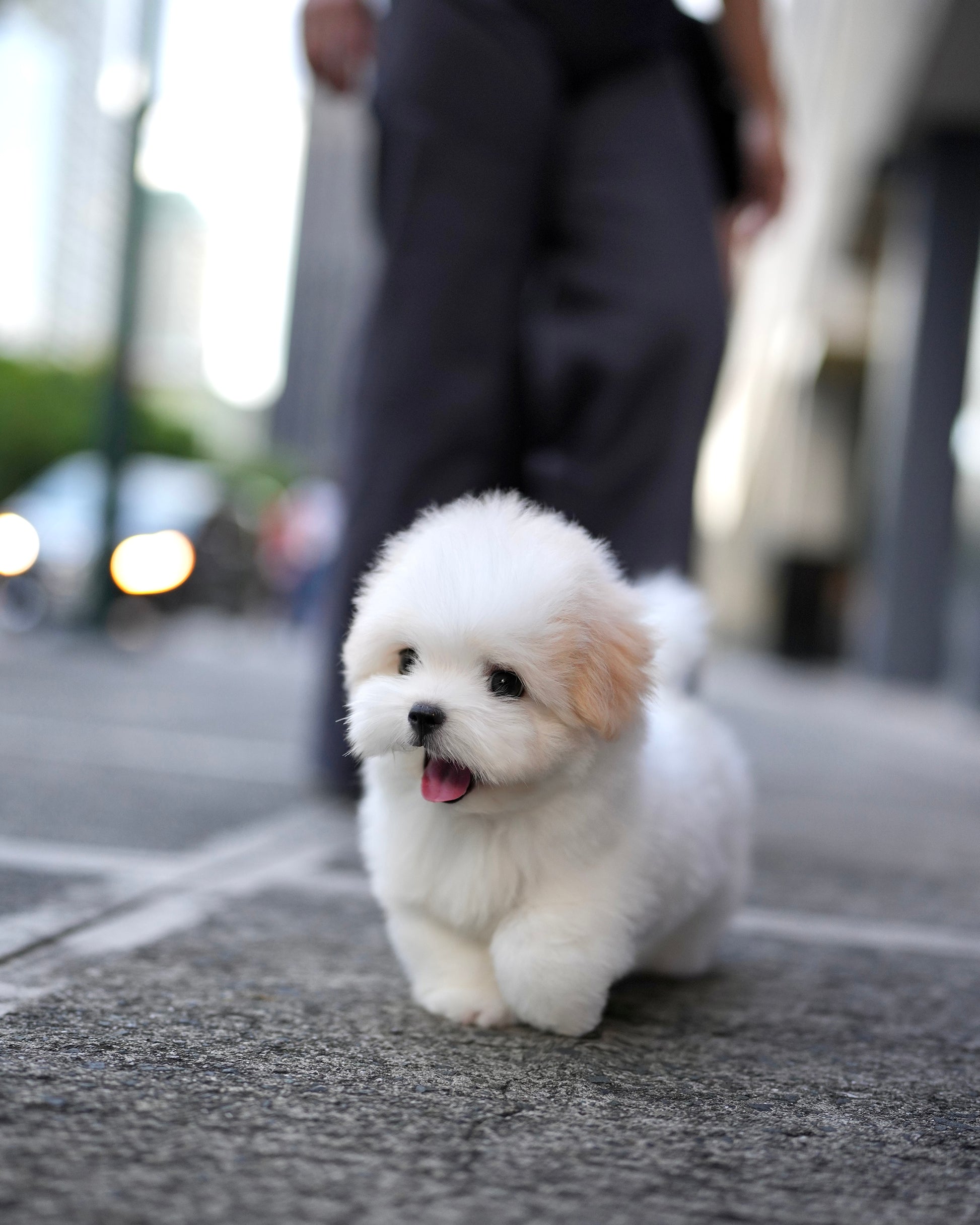 Breed Coton Coton De Tulear Hairy Dogs Dog Coton Coton De Tulear