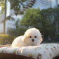 Sadie - Coton x Bichon Hybrid (White)