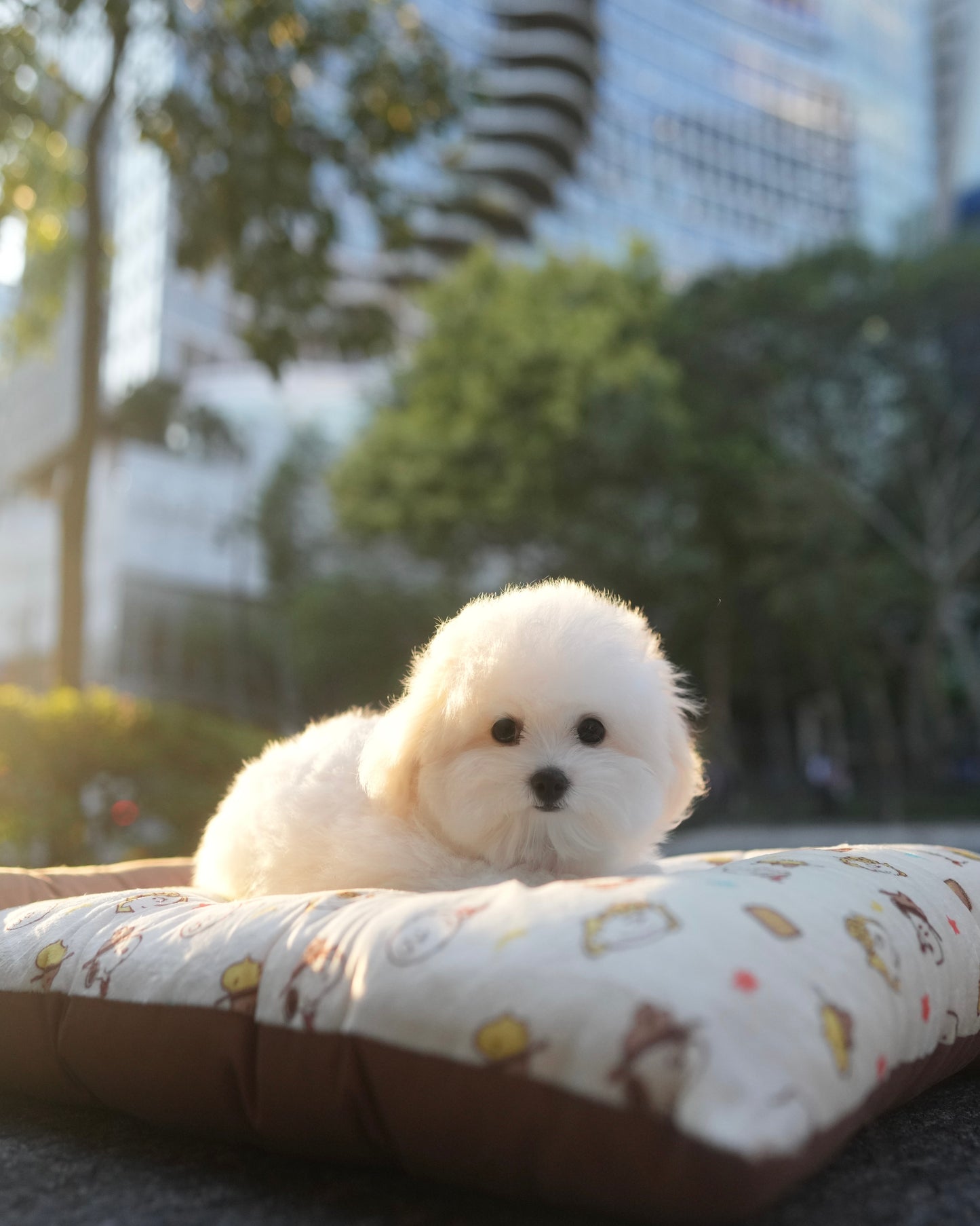 Sadie - Coton x Bichon Hybrid (White)