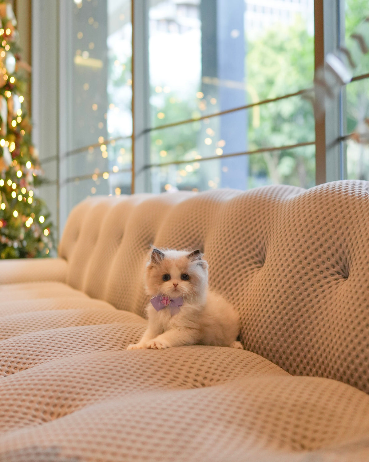 Ragdoll - Ragdoll (Bi-blue)