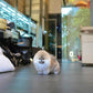 Pepo - Pomeranian (Sable)