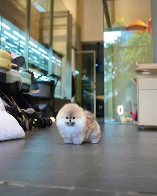 Pepo - Pomeranian (Sable)